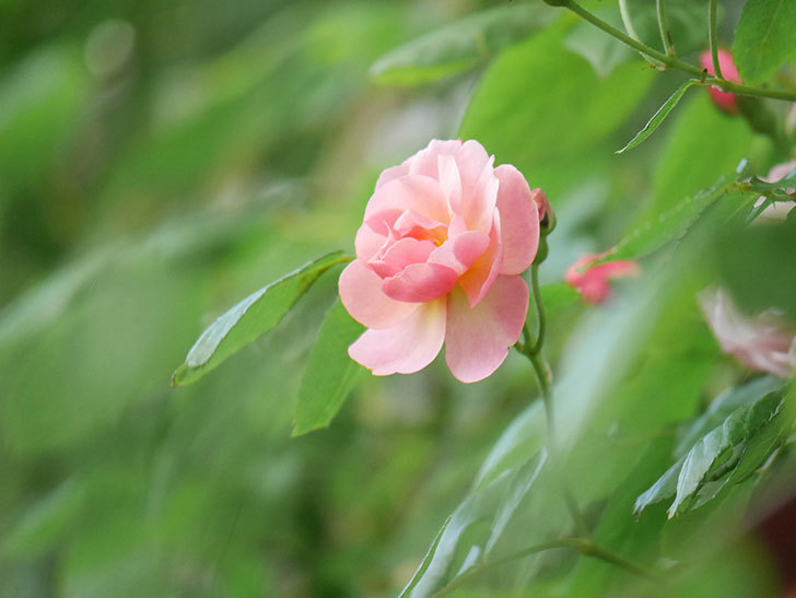 コーネリア(Cornelia)の花が増えてきた。半ツルバラ。2021年-029.jpg