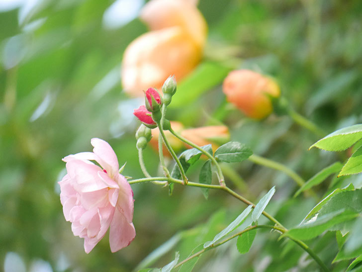 コーネリア(Cornelia)の花が増えてきた。半ツルバラ。2021年-031.jpg