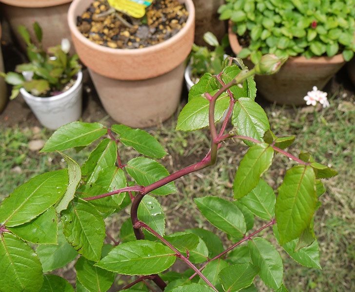 コーネリア(ツルバラ)の新苗を6号ロングスリット鉢に植えた。2016年-6.jpg