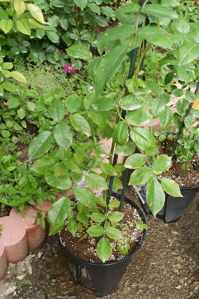 コーネリア(ツルバラ)の新苗を8号のEUロングスリット鉢に鉢増しした。2016年-7.jpg
