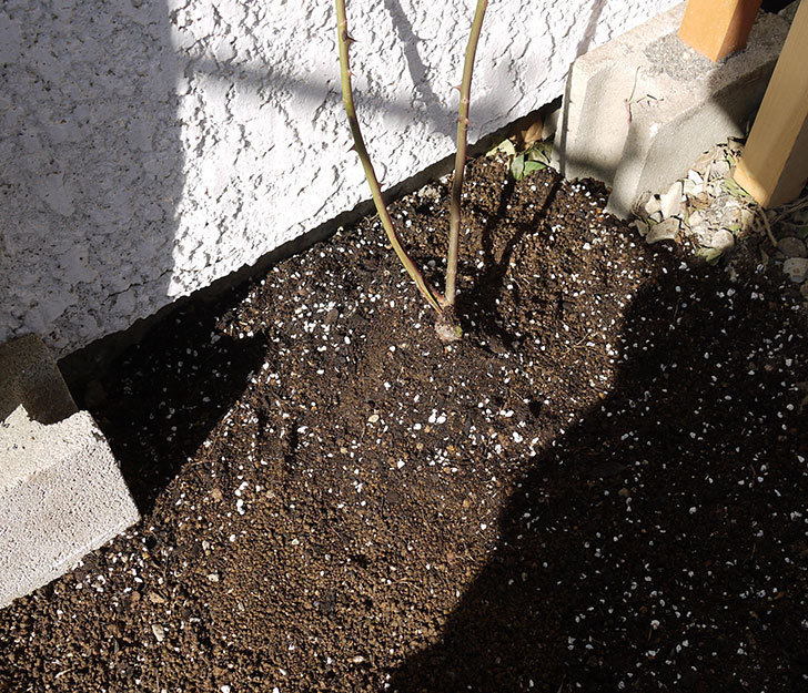 コーネリア(ツルバラ)の鉢植えを地植えして誘引した。2017年-15.jpg