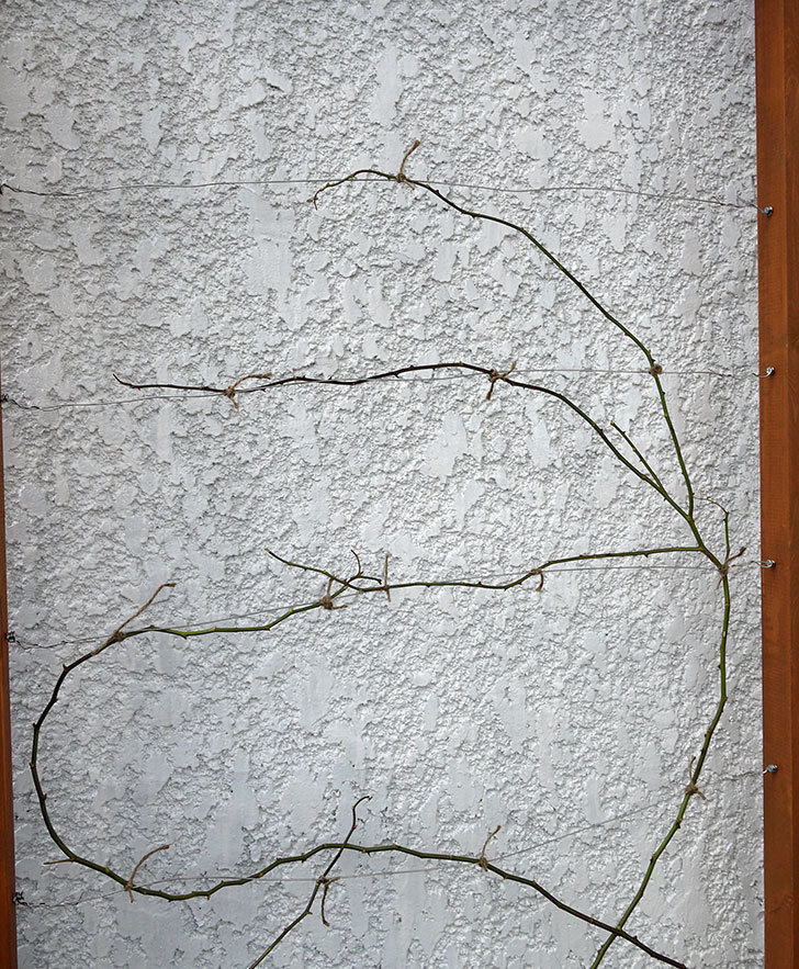コーネリア(ツルバラ)の鉢植えを地植えして誘引した。2017年-24.jpg