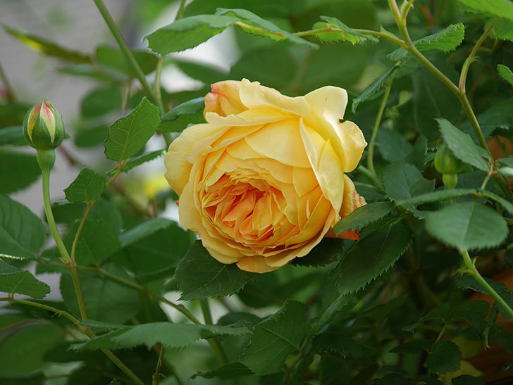 ゴールデン・セレブレーション(Golden Celebration)に2個目の花が咲いた。ツルバラ。2021年-031.jpg