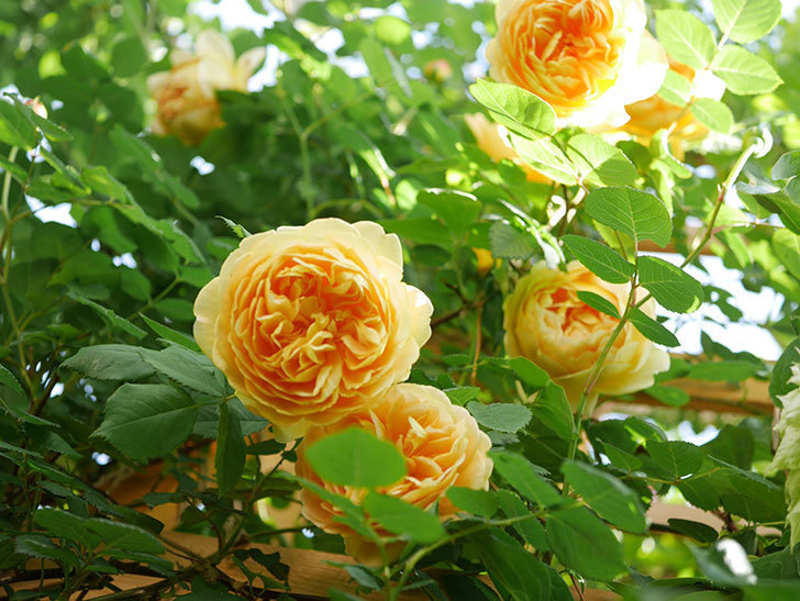 ゴールデン・セレブレーション(Golden Celebration)の花が増えてきた。ツルバラ。2021年-103.jpg