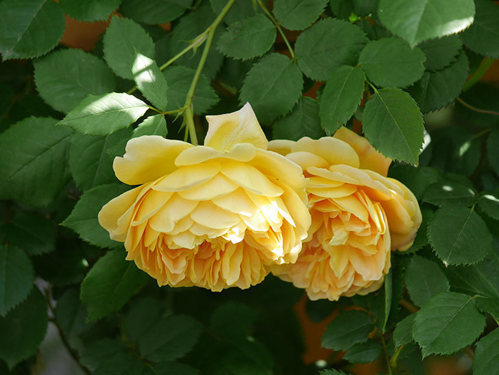 ゴールデン・セレブレーション(Golden Celebration)の花が増えてきた。ツルバラ。2021年-113.jpg