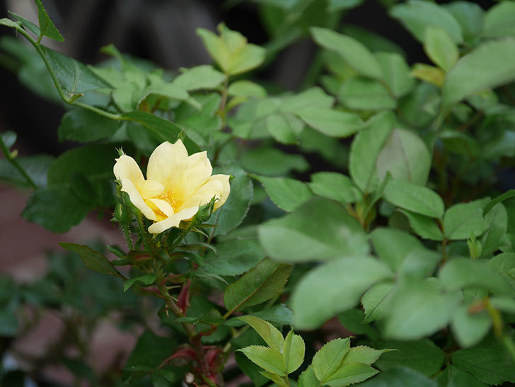 サニー ノックアウト(Sunny Knock Out)の花が咲いた。木立バラ。2020年-012.jpg