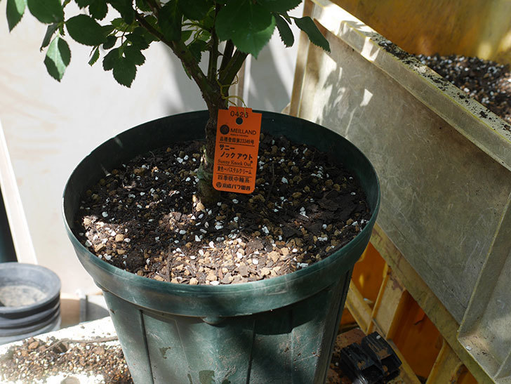 サニー ノックアウト(Sunny Knock Out)の鉢植苗を8号ロングスリット鉢に植え替。2020年-008.jpg