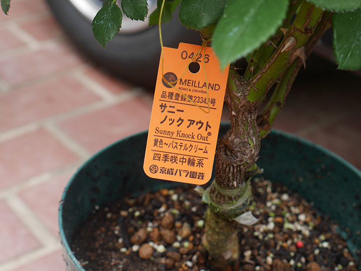 サニー ノックアウト(Sunny Knock Out)の鉢植苗を京成バラ園芸ネット通販で買った。2020年-001.jpg