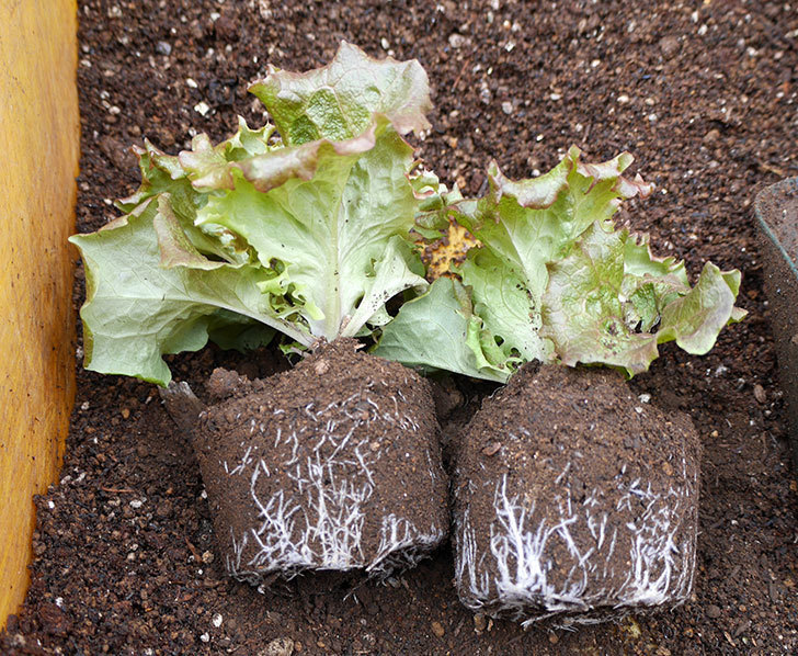 サニーレタス-レッドファイヤーの苗をプランターに植えた。2018年-2.jpg