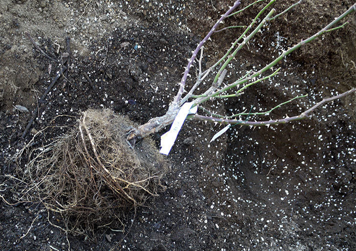 サプライズ(木立バラ)の鉢植えを地植えした。2017年-1.jpg