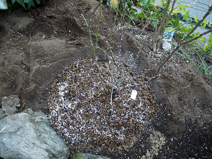 サプライズ(木立バラ)の鉢植えを地植えした。2017年-15.jpg