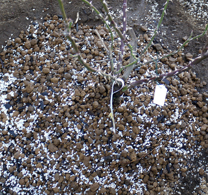 サプライズ(木立バラ)の鉢植えを地植えした。2017年-16.jpg