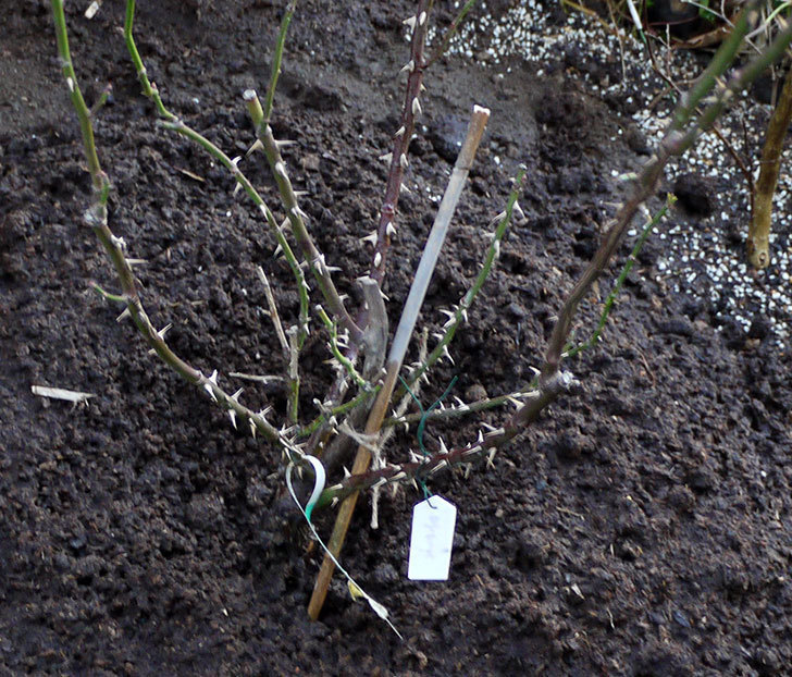 サプライズ(木立バラ)の鉢植えを地植えした。2017年-18.jpg