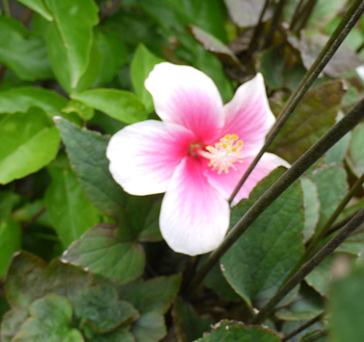 サマーブリーズ-カシミアウィンドがまた2個咲いた。2016年-10.jpg