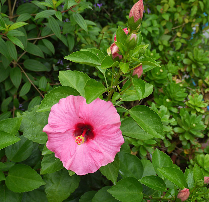 サマーブリーズ-カシミアウィンドが久々に3個同時に咲いた。2016年-4.jpg