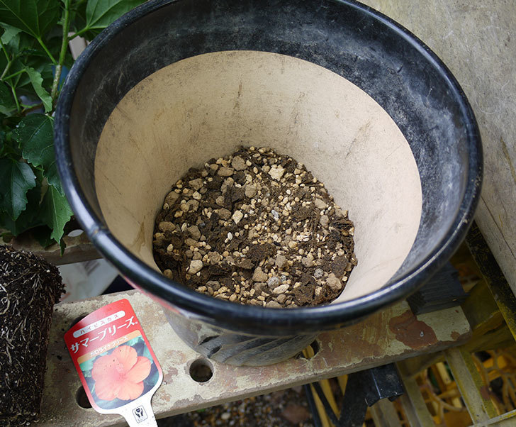 サマーブリーズ-カロライナブリーズを鉢に植えた。2017年-4.jpg