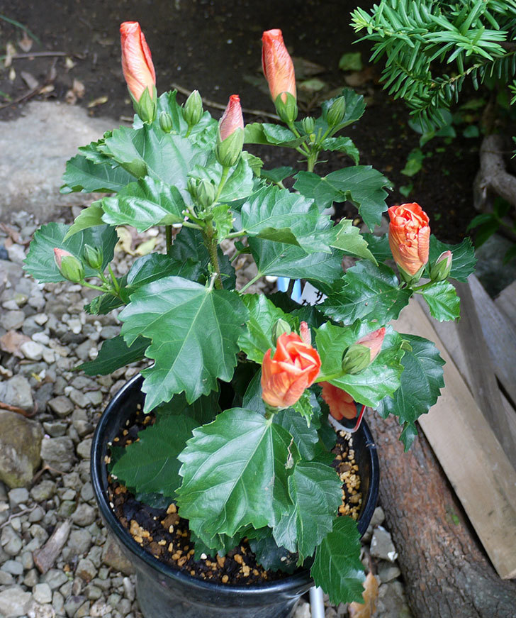 サマーブリーズ-カロライナブリーズを鉢に植えた。2017年-5.jpg