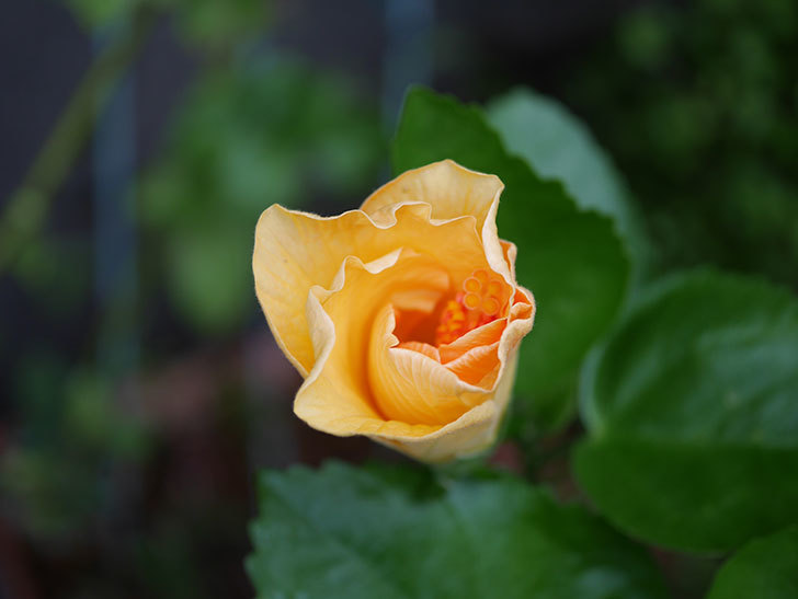 サマーブリーズ カシミアウィンドに今年最初の花が咲いた。2020年-001.jpg