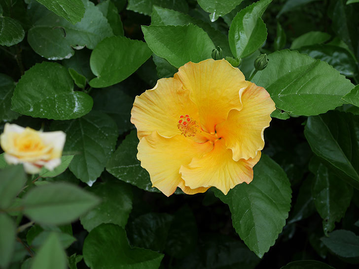 サマーブリーズ カシミアウィンドの花が2個咲いた 年 ハイビスカス 02memo日記