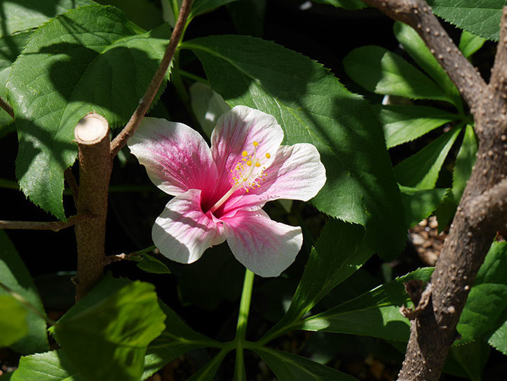 サマーブリーズに今年最初の花が咲いた。2019年-4.jpg