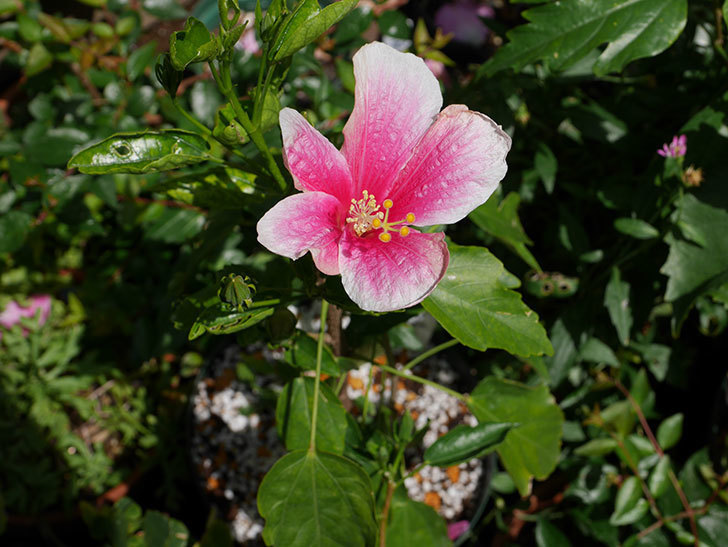 サマーブリーズの花がまた咲いた。2018年-3.jpg