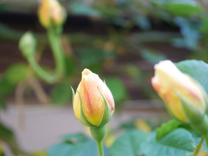 サムズ・アップ(Thumbs Up)の花が咲いた。半ツルバラ。2021年-028.jpg