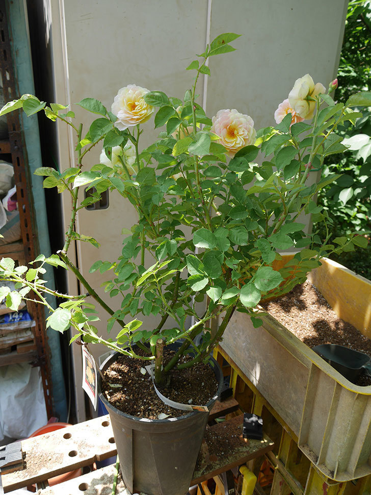 サムズ・アップ（ツルバラ）の大苗をEUスリット鉢-EU-24L（8号深鉢）に植えた。2019年-5.jpg