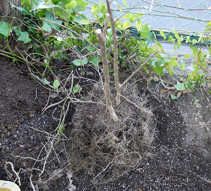サルスベリ-ペチートプラムの鉢を地植えにした。2017年-1.jpg