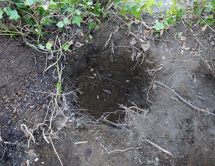 サルスベリ-ペチートプラムの鉢を地植えにした。2017年-2.jpg