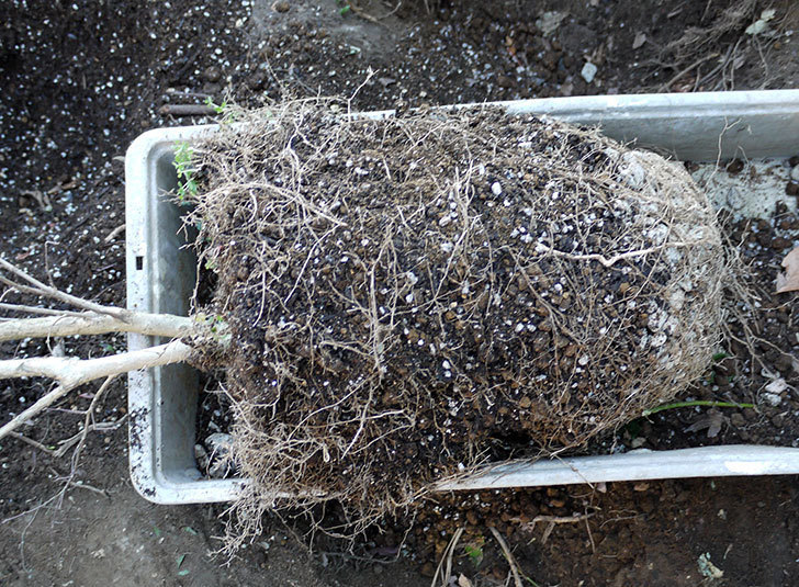 サルスベリ-ペチートプラムの鉢を地植えにした。2017年-4.jpg