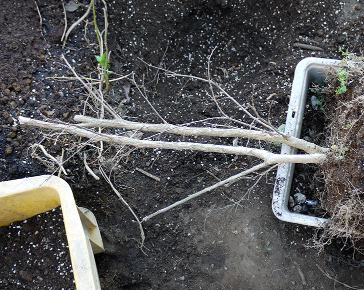 サルスベリ-ペチートプラムの鉢を地植えにした。2017年-5.jpg