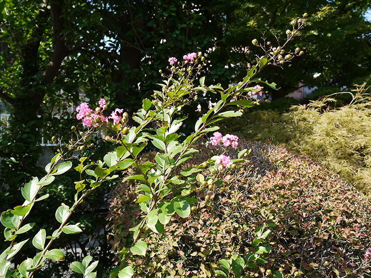 サルスベリが咲いた3.jpg