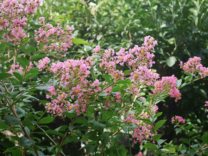 サルスベリの花が咲いた。2020年-002.jpg