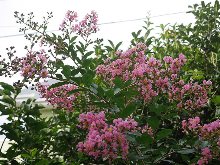 サルスベリの花が咲いた。2020年-003.jpg