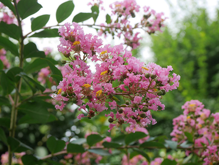 サルスベリの花が咲いた。2020年-004.jpg