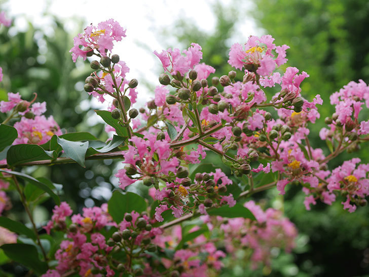 サルスベリの花が咲いた。2020年-005.jpg