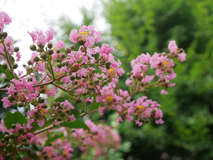 サルスベリの花が咲いた。2020年-006.jpg
