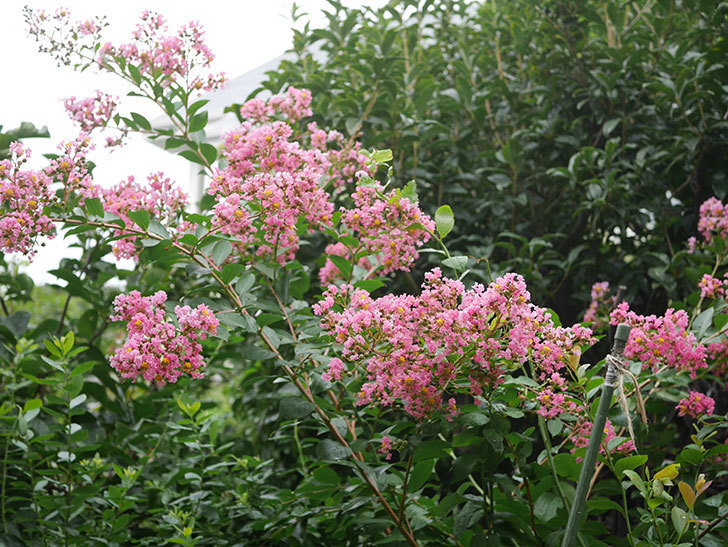 サルスベリの花が咲いた。2020年-008.jpg