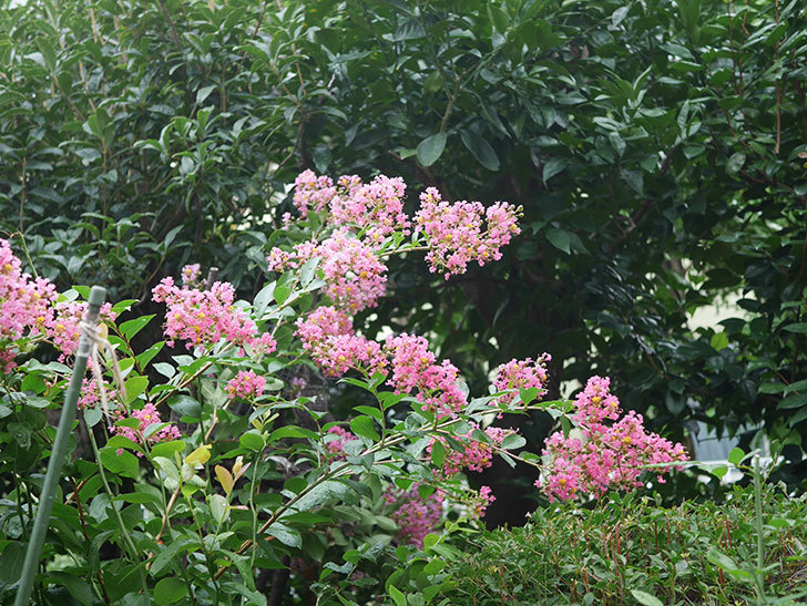 サルスベリの花が咲いた。2020年-009.jpg