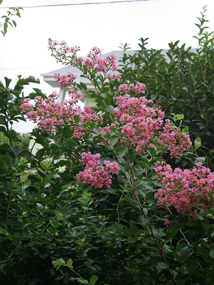 サルスベリの花が咲いた。2020年-010.jpg