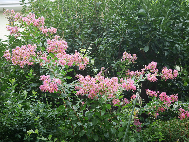 サルスベリの花が咲いた。2020年-011.jpg