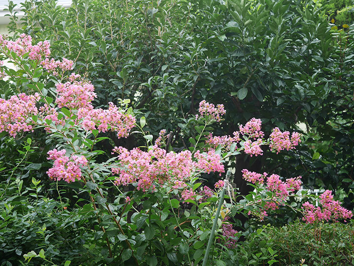 サルスベリの花が咲いた。2020年-012.jpg