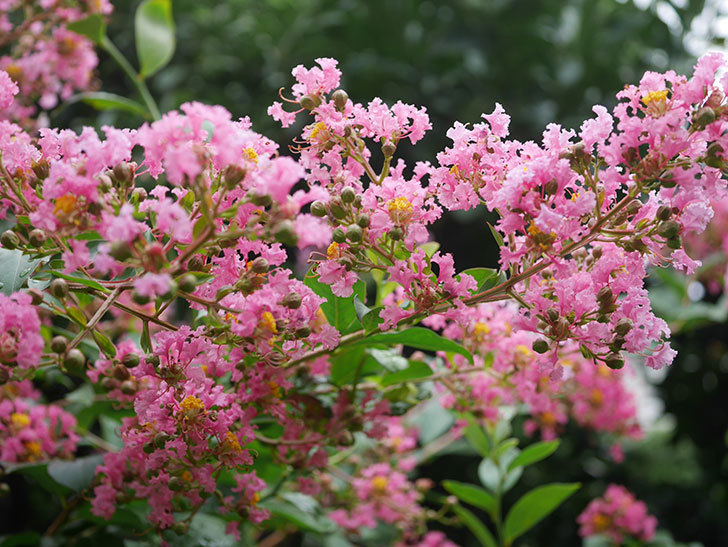 サルスベリの花が咲いた。2020年-013.jpg