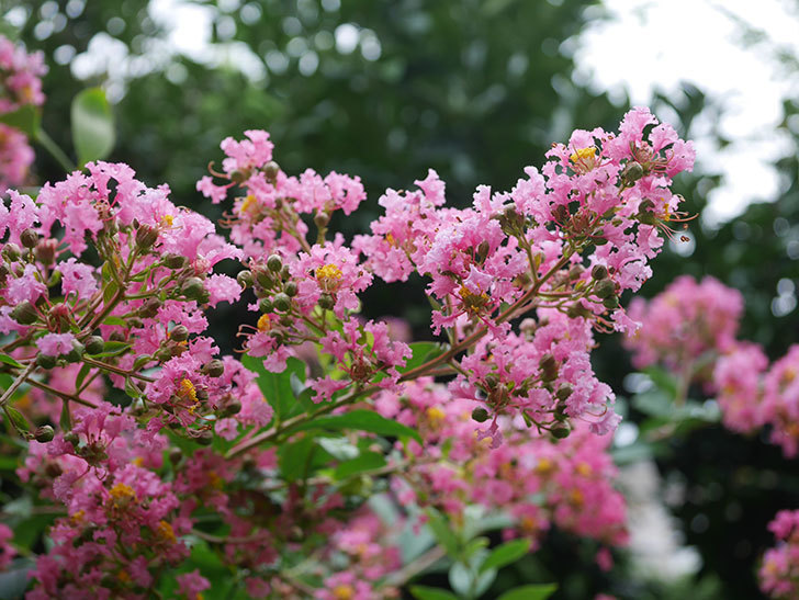 サルスベリの花が咲いた。2020年-014.jpg