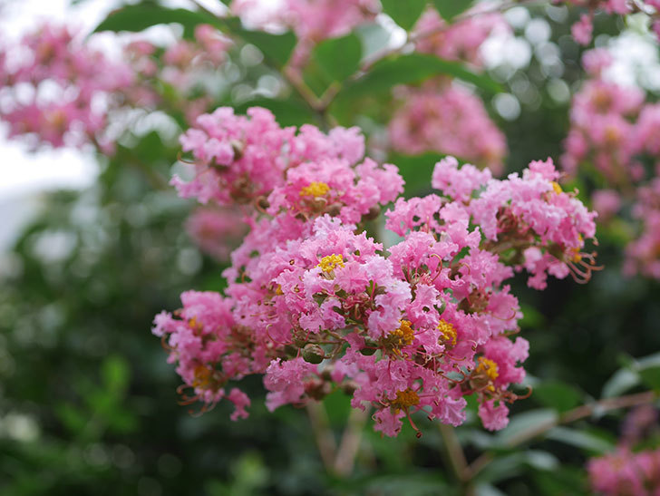 サルスベリの花が咲いた。2020年-016.jpg