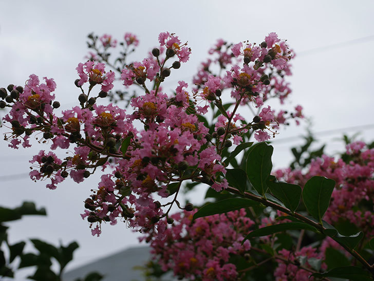 サルスベリの花が咲いた。2020年-017.jpg