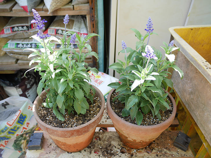 サルビア-ファリナセアの苗を鉢に植えた。2019年-4.jpg