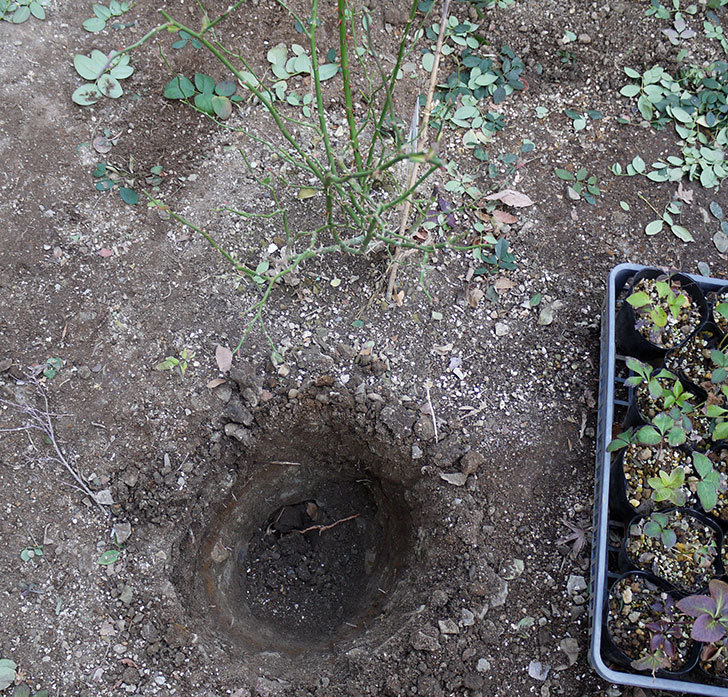サンスプラッシュ(ミニバラ)に穴を掘って寒肥をやった。2017年-1.jpg