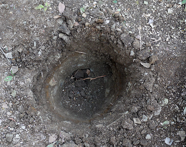サンスプラッシュ(ミニバラ)に穴を掘って寒肥をやった。2017年-2.jpg