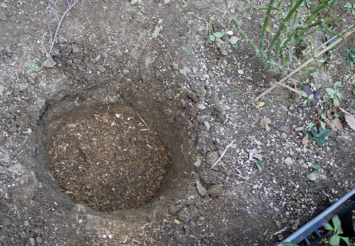 サンスプラッシュ(ミニバラ)に穴を掘って寒肥をやった。2017年-3.jpg